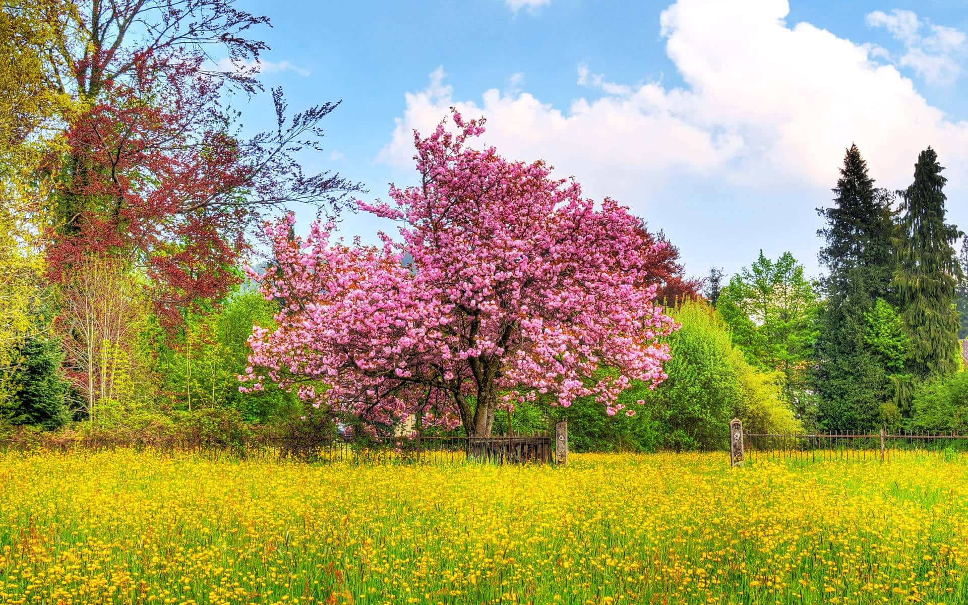 Dateun Paseo Por Un Bosque De Majestuosos Árboles Rosados. Fondo de pantalla