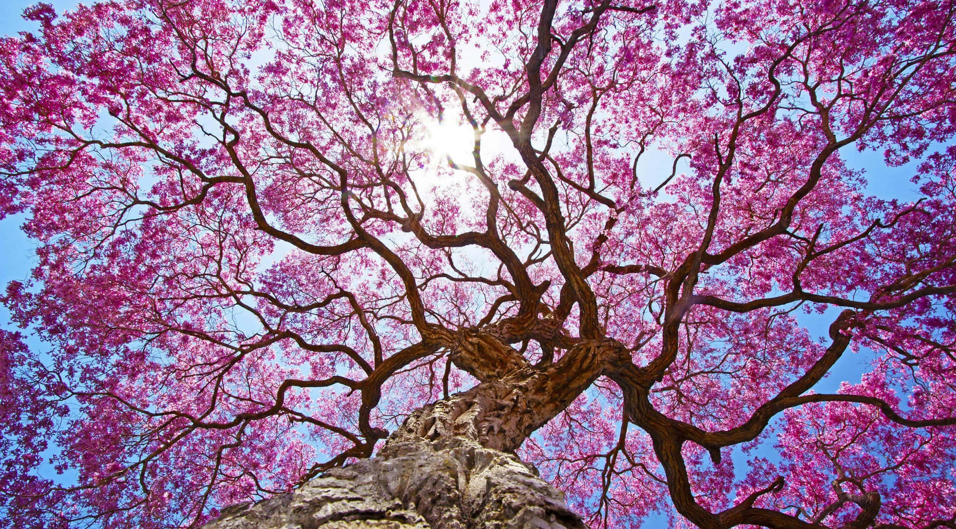 En gardin af smukke pink blomster hænger ned fra træerne. Wallpaper