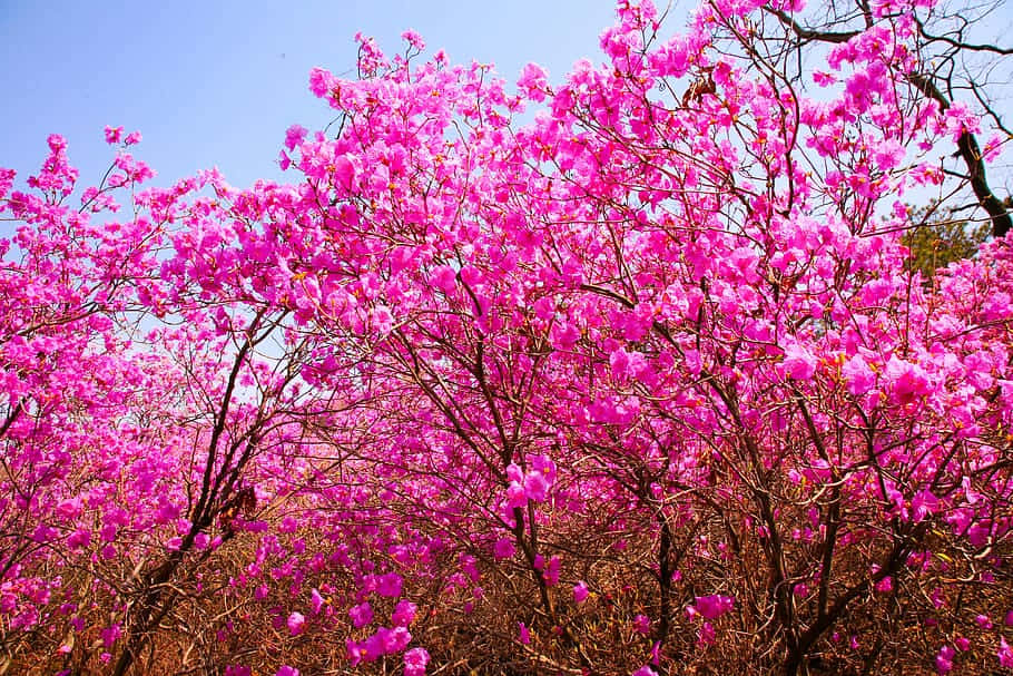 Pink Trees Means Being Considerate To Others Wallpaper