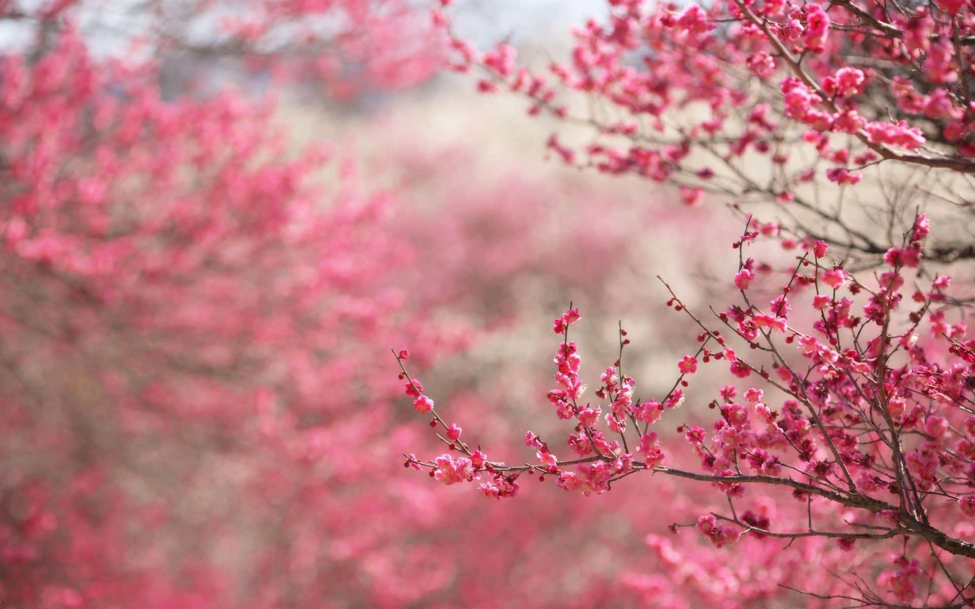 Et pink træ med pink blomster i baggrunden Wallpaper