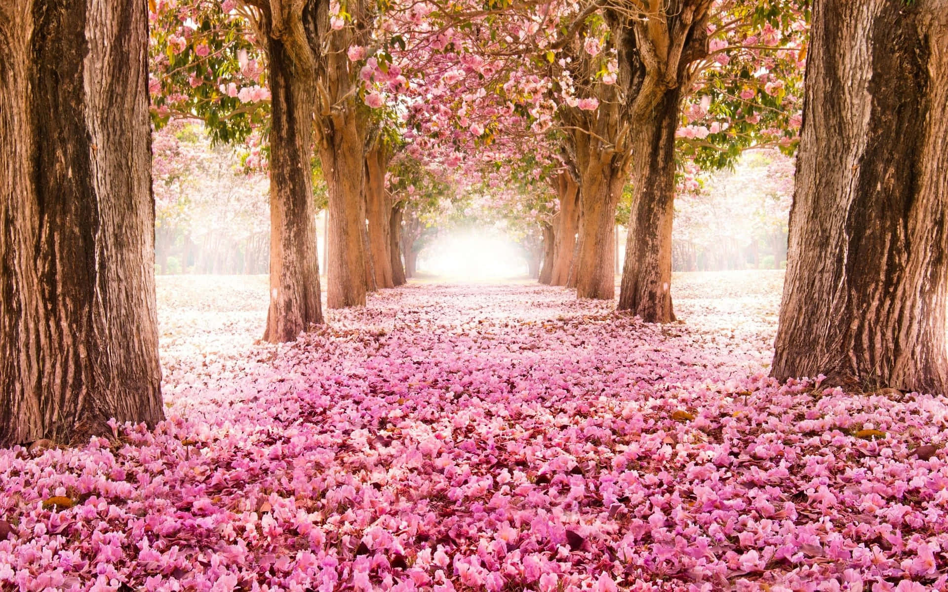 Path Surrounded By Pink Trees Wallpaper