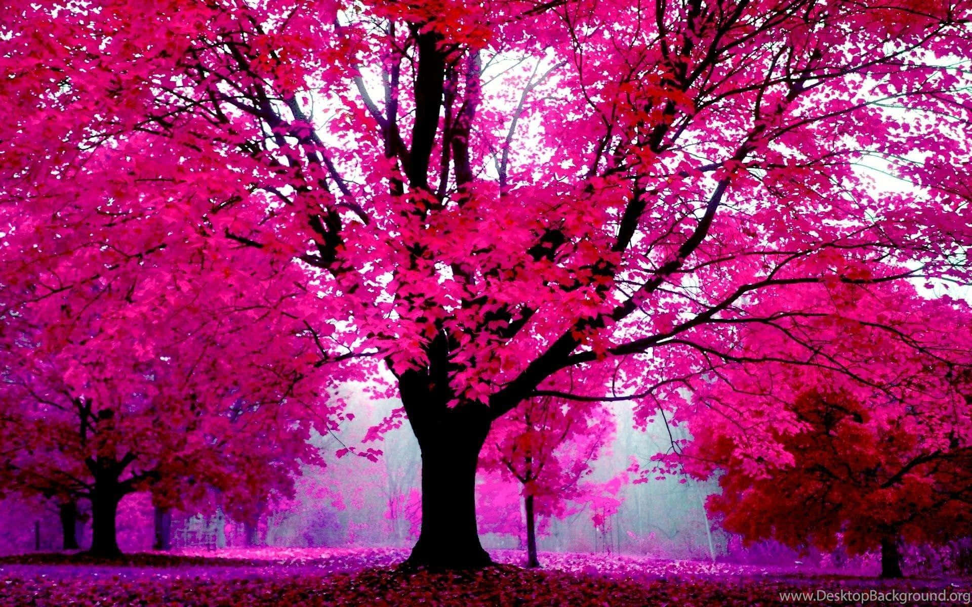 Billede smukke Pink Træer spejling off Skyet Sø Wallpaper
