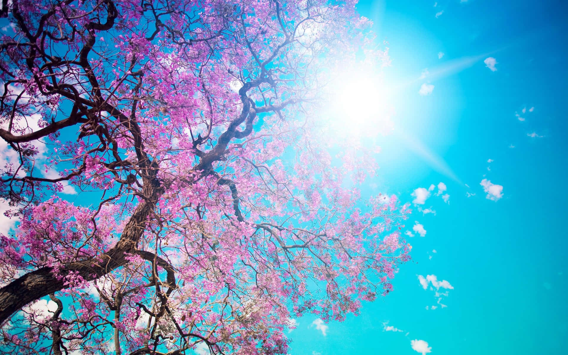 Utrolig udsigt af lyserøde træer skitseret mod en lys blå himmel. Wallpaper