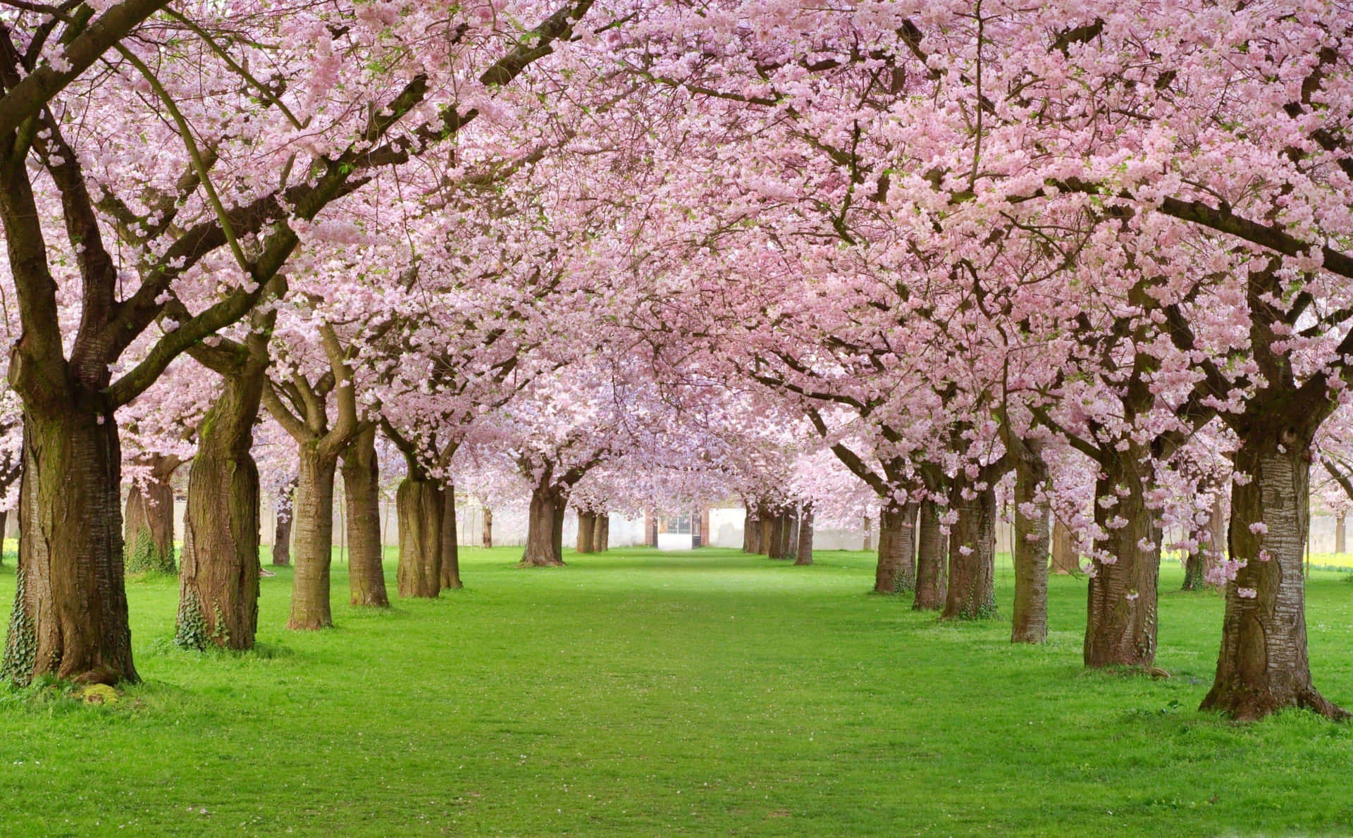 Path Lined With Pink Trees Wallpaper