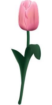 Pink Tulip Black Background PNG