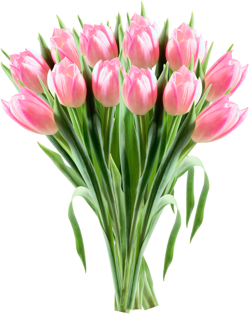 Pink Tulip Bouquet Transparent Background PNG
