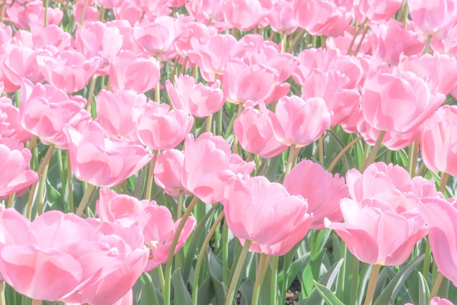 Pink Tulip Field Springtime Wallpaper