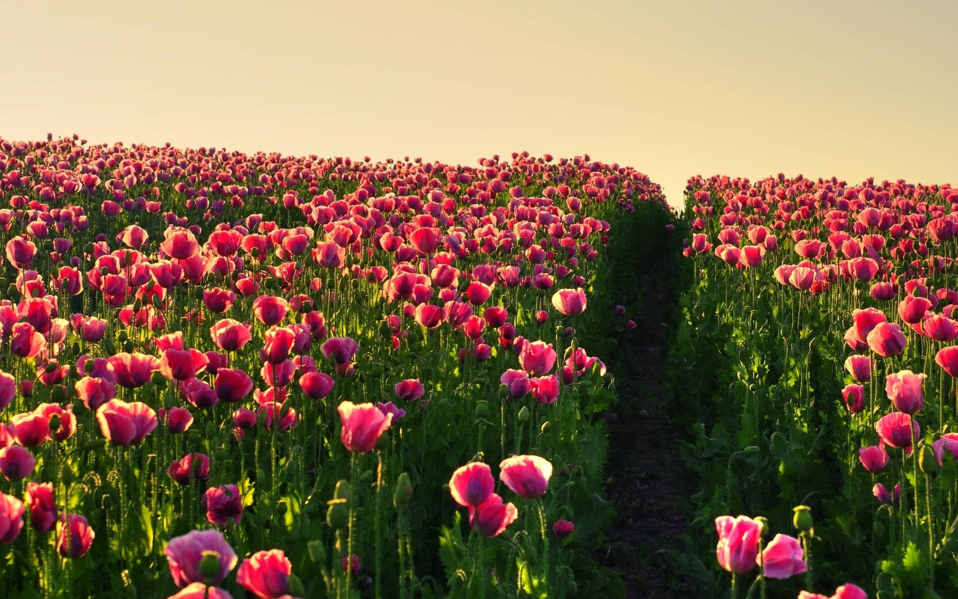 Campode Flores De Tulipanes Rosados Fondo de pantalla