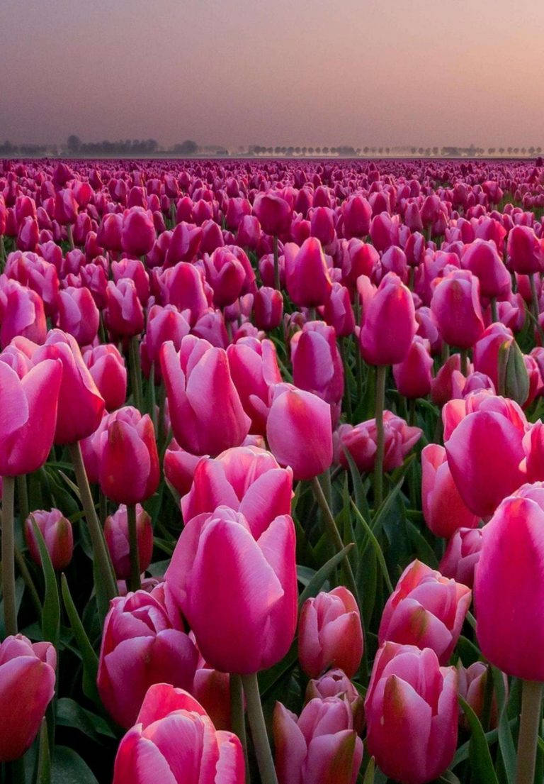 Pink Tulip Garden Ipad 2021 Background
