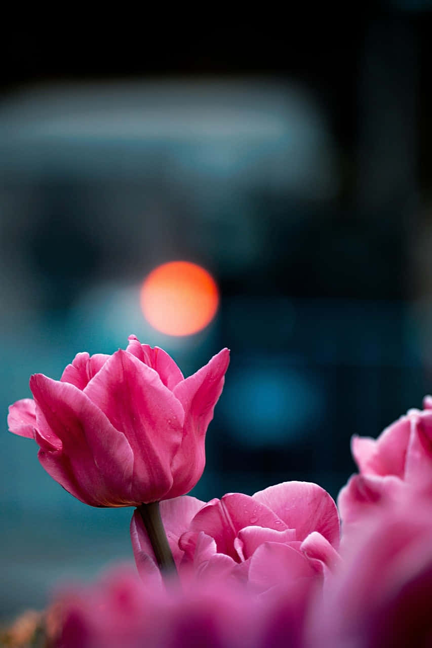 Pink Tulip Night Glow Wallpaper