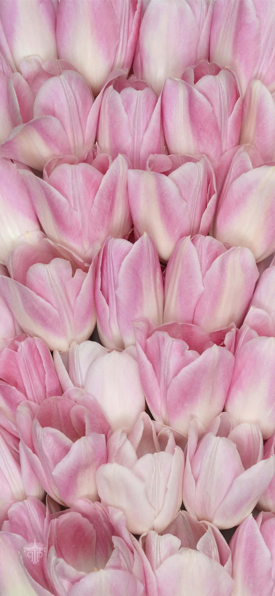 Pink Tulip Petals Texture Wallpaper