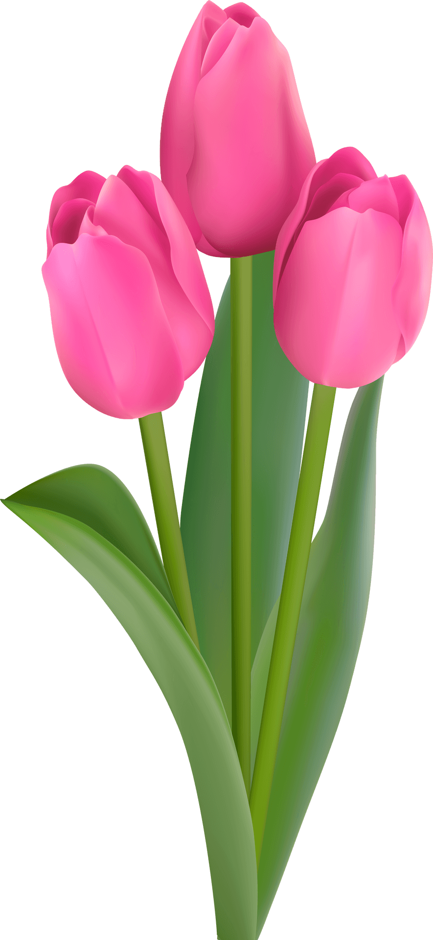 Pink Tulips Bouquet PNG