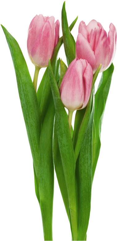 Pink Tulips Bouquet PNG
