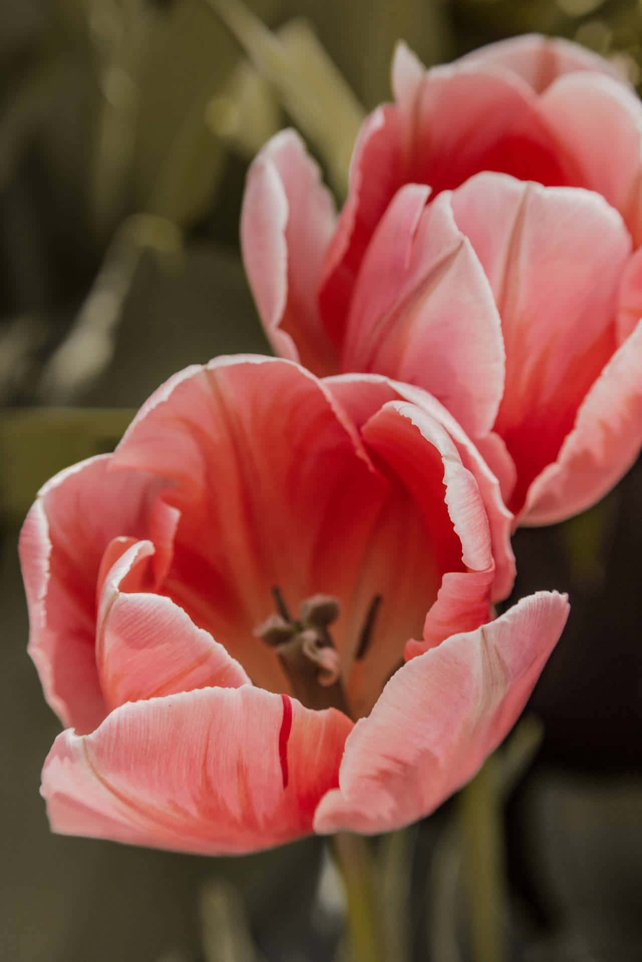 Pink Tulips Close Up Wallpaper