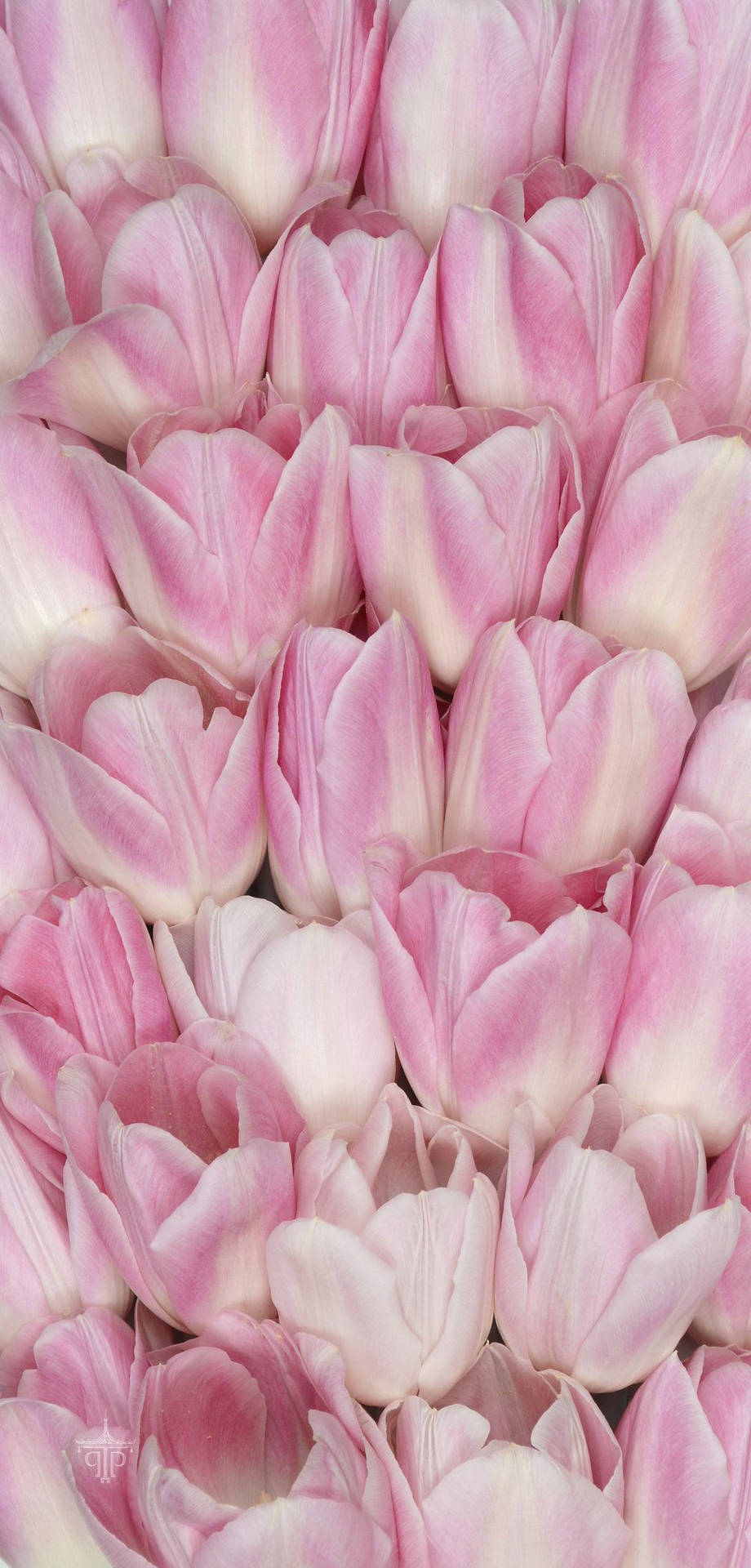 Fondode Pantalla Floral De Tulipanes Rosados Para Iphone. Fondo de pantalla