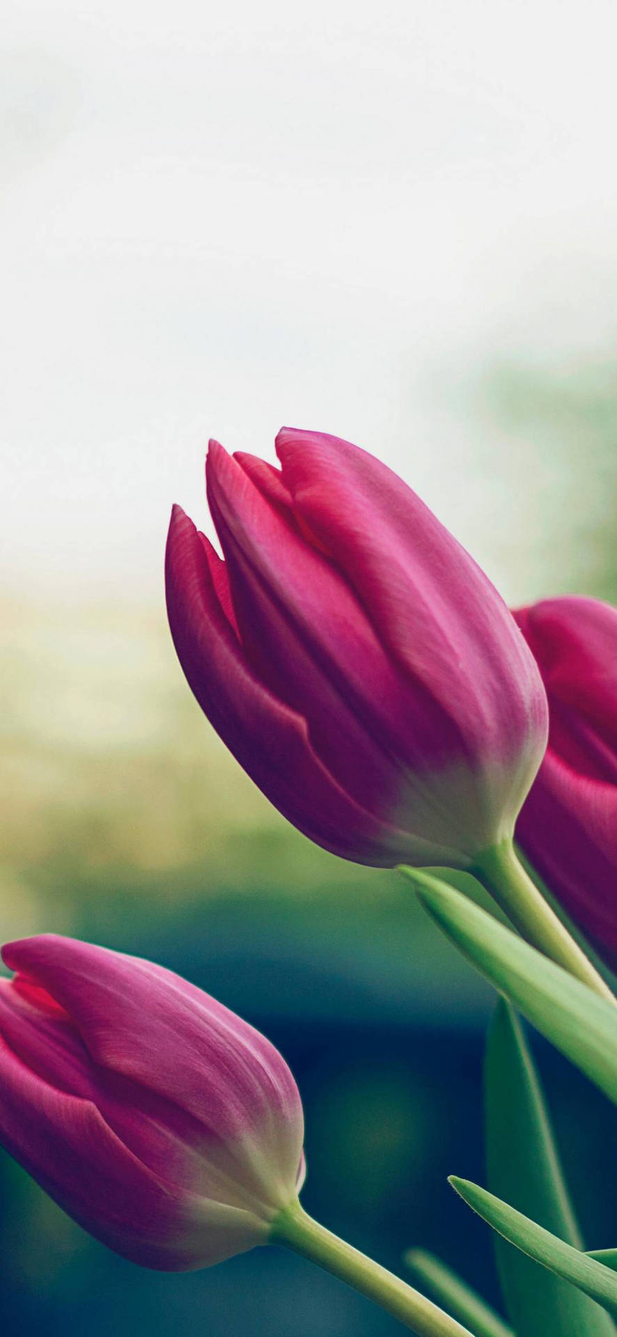 Pink Tulips Flower Phone Background Wallpaper