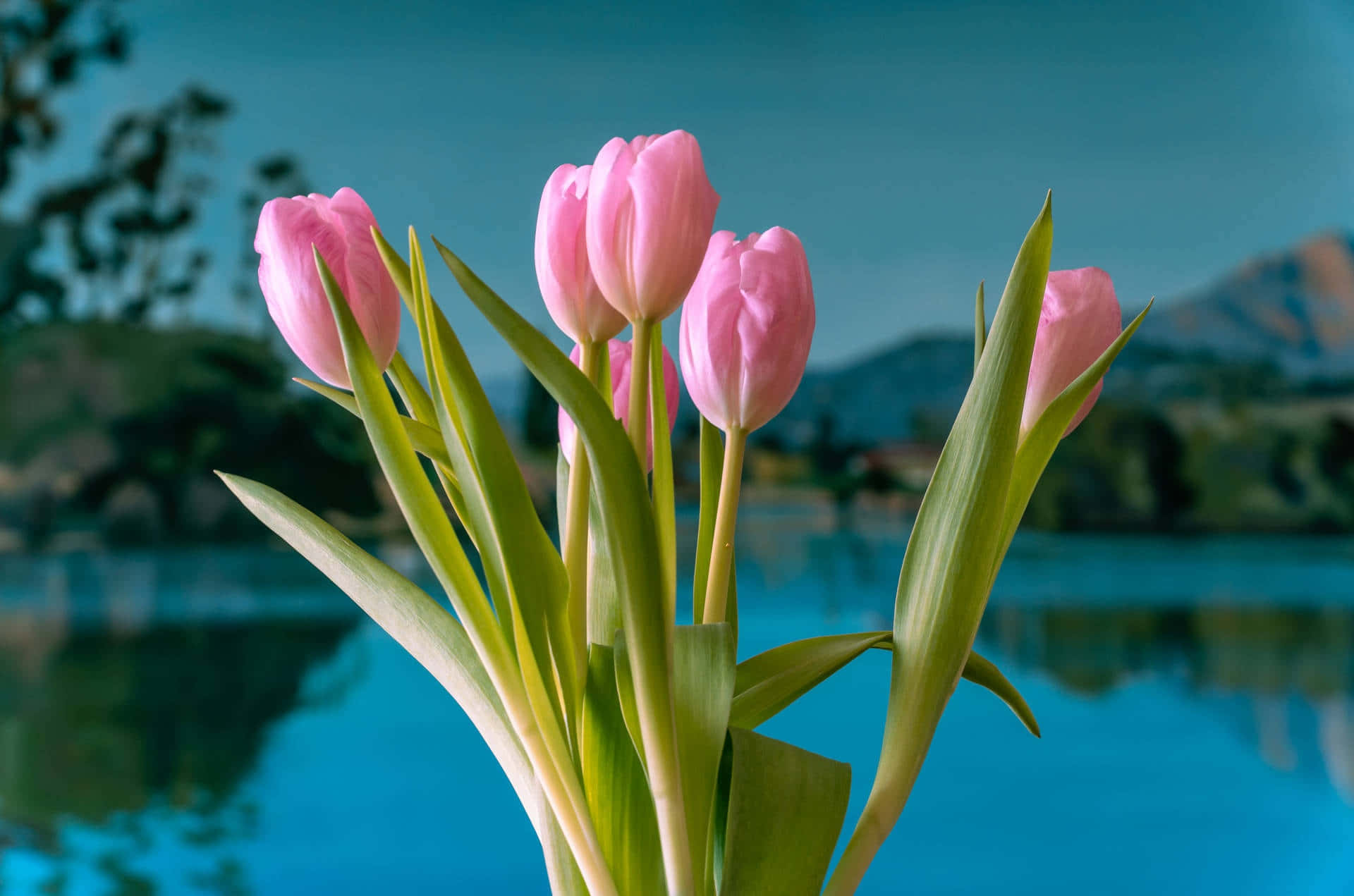 Pink Tulips Lake Backdrop Wallpaper