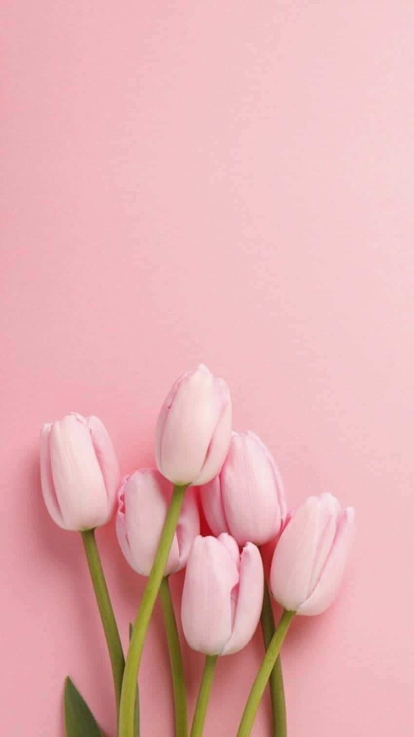 Pink_ Tulips_on_ Pastel_ Background Wallpaper