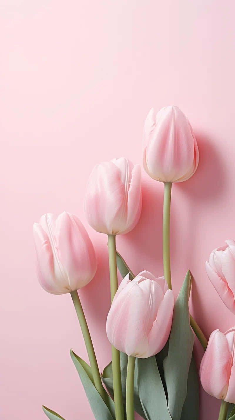 Pink Tulips Pastel Background Wallpaper