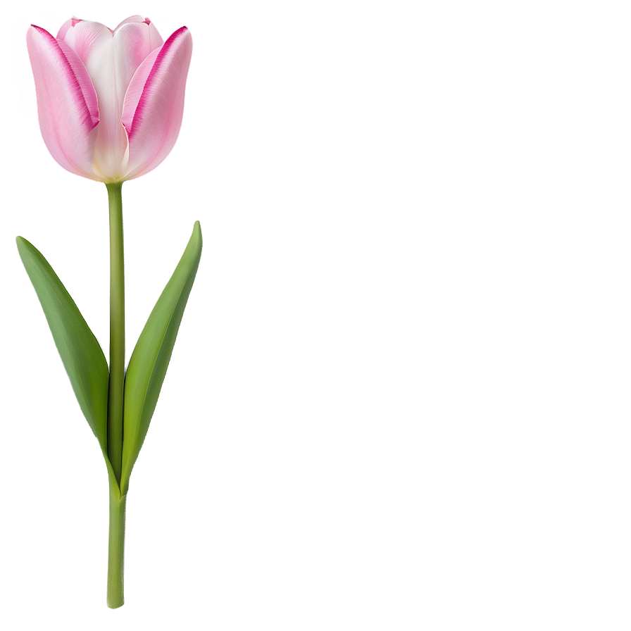 Pink Tulips Png Uxj PNG