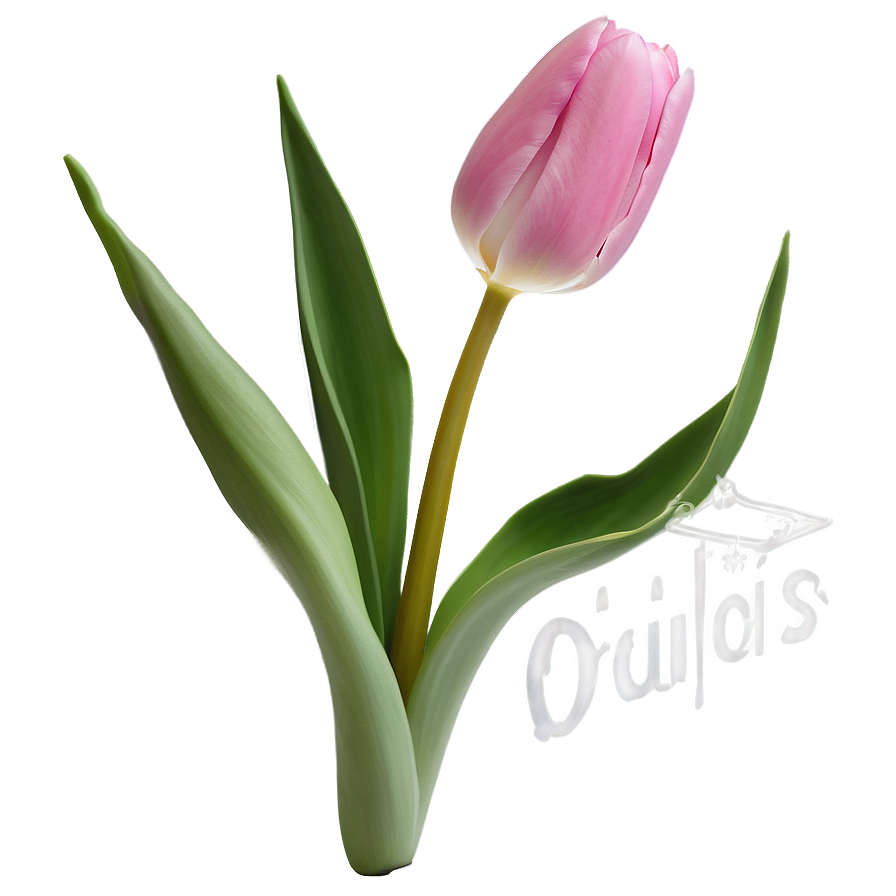 Pink Tulips Png Vgg PNG