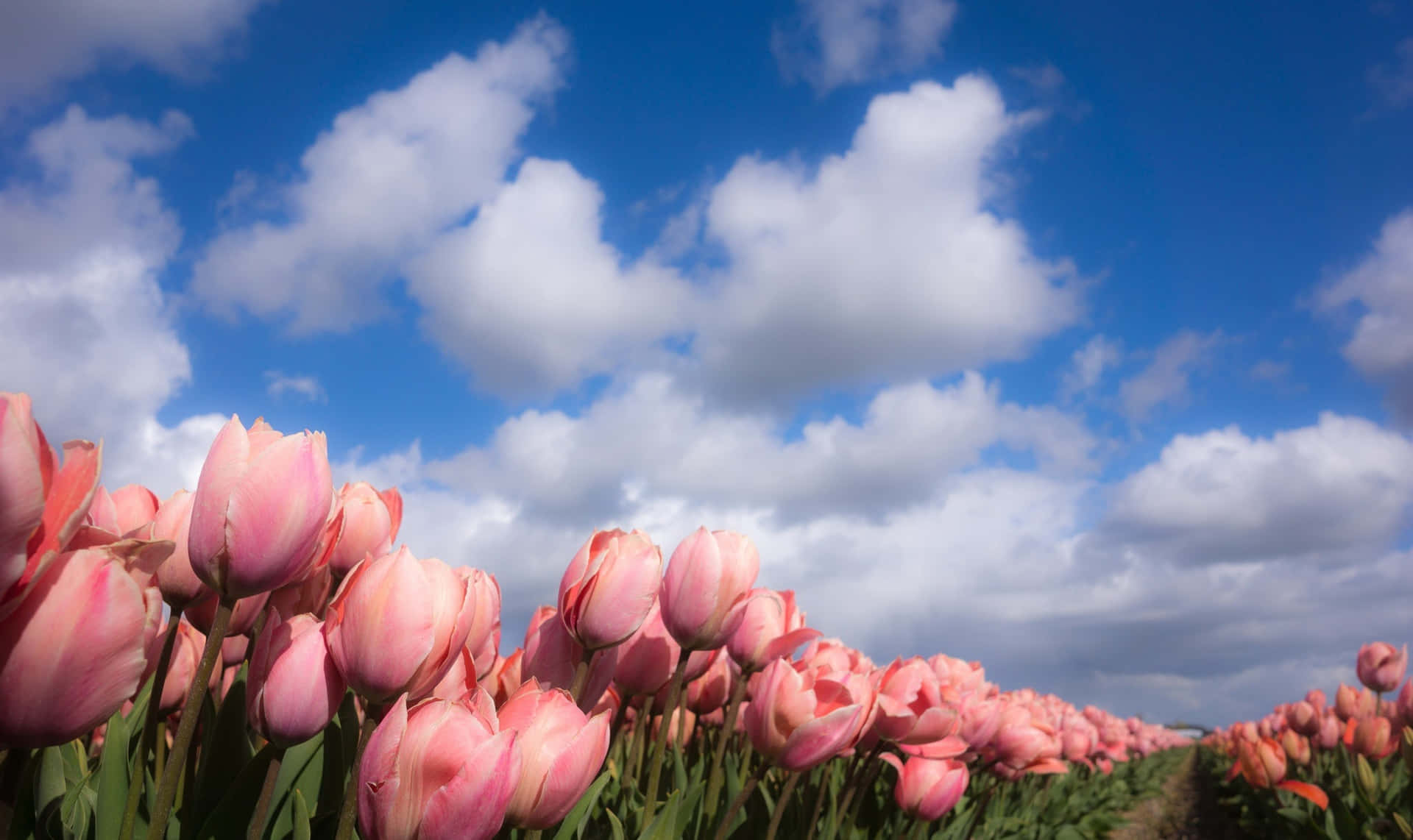 Pink Tulips Under Blue Sky Wallpaper