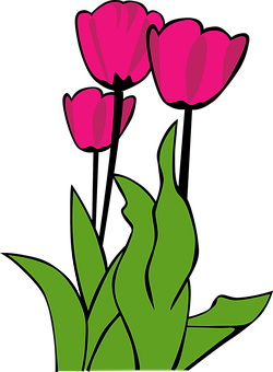 Pink Tulips Vector Art PNG