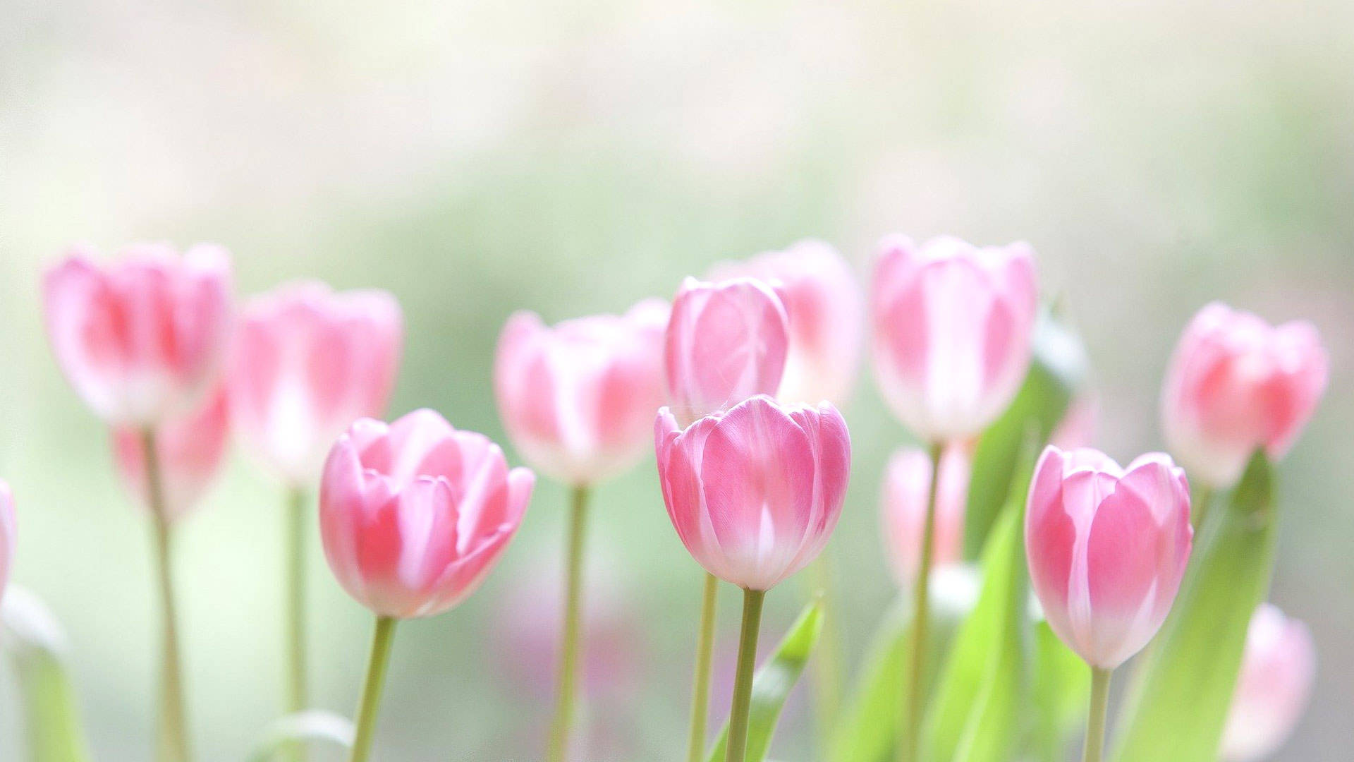 Pink Tulips Webex Background Wallpaper