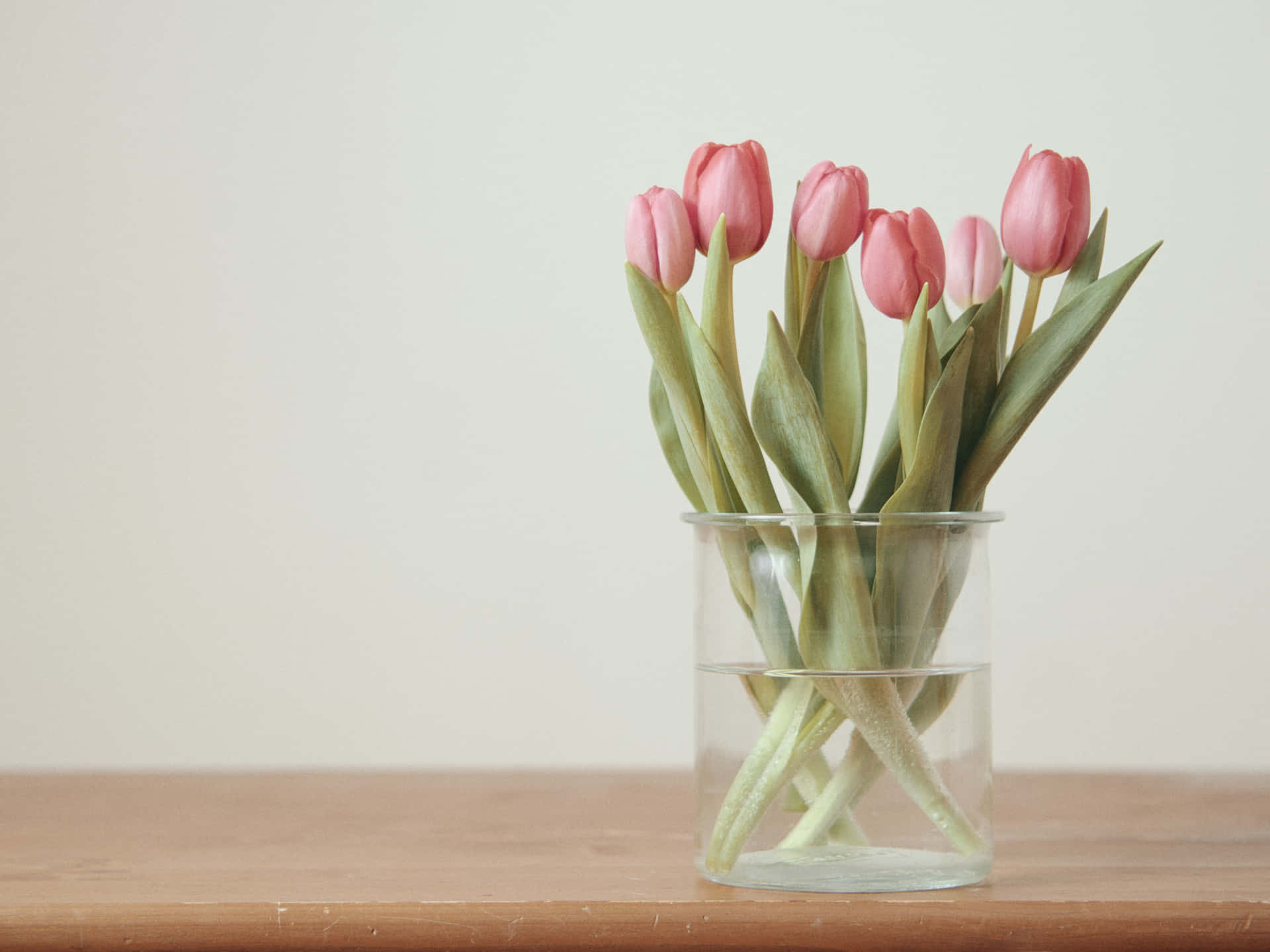 Pink Tulipsin Glass Vase Wallpaper