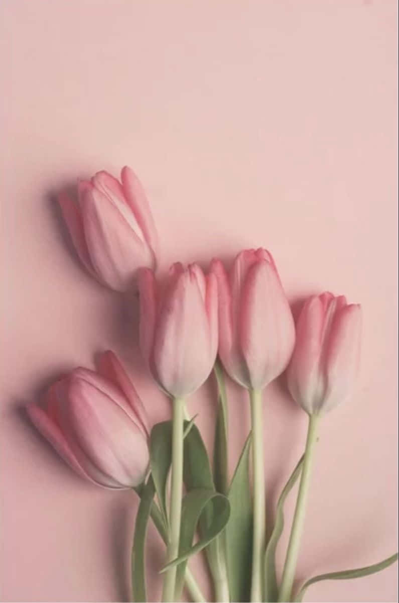 Pink Tulipson Pastel Background Wallpaper