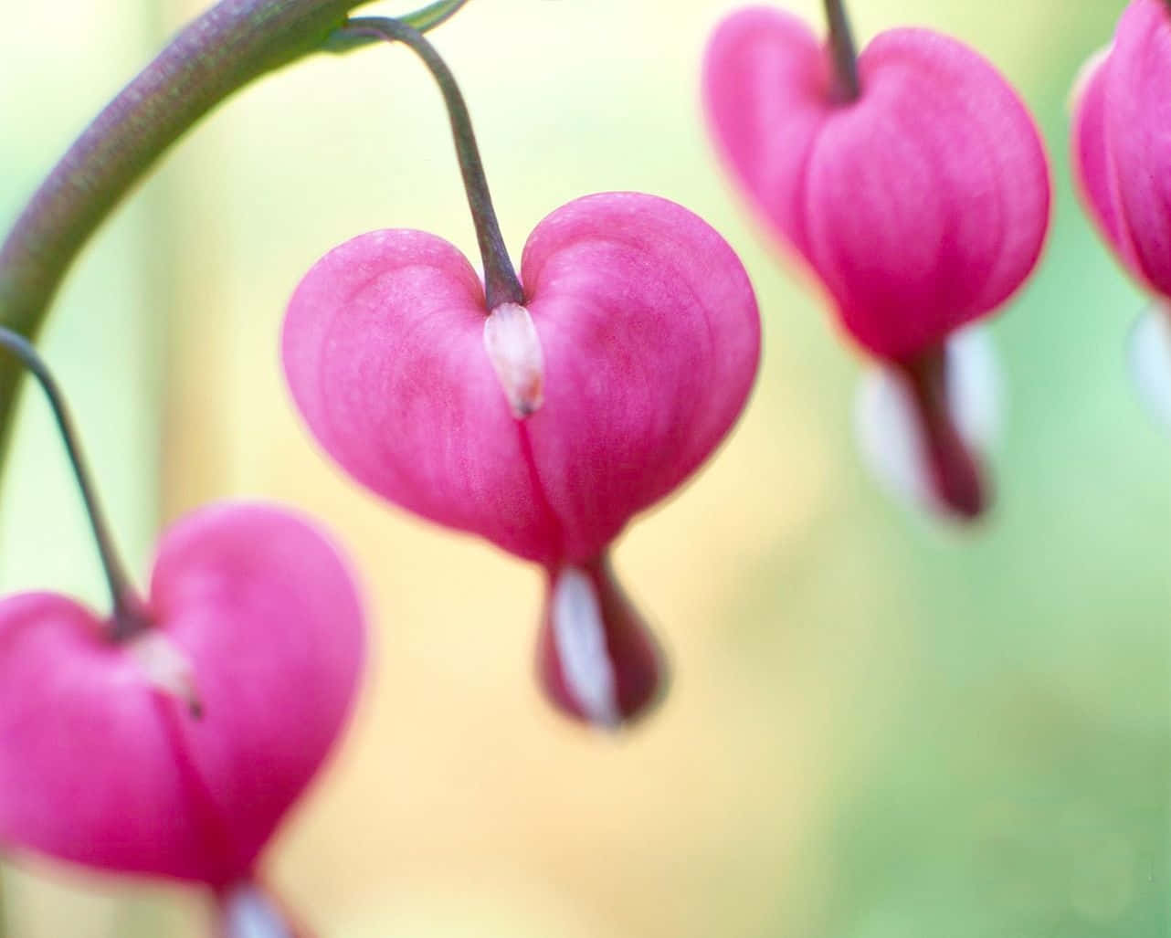 Lyserød Valentinsdag Hjerte Blomster Wallpaper