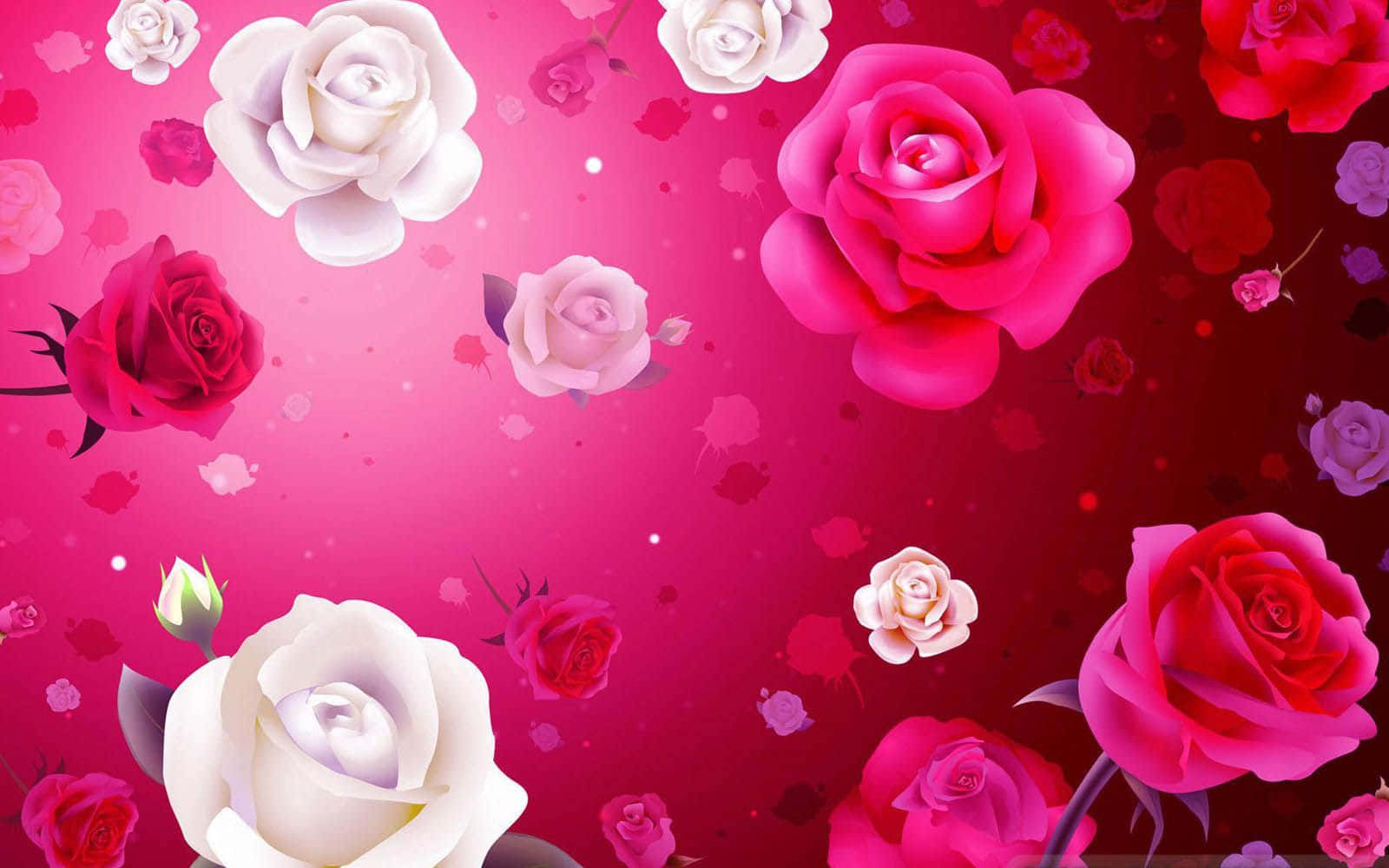 Rosavalentinstag Rosenblumen Wallpaper