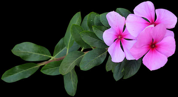 Pink Vinca Flowers Black Background PNG
