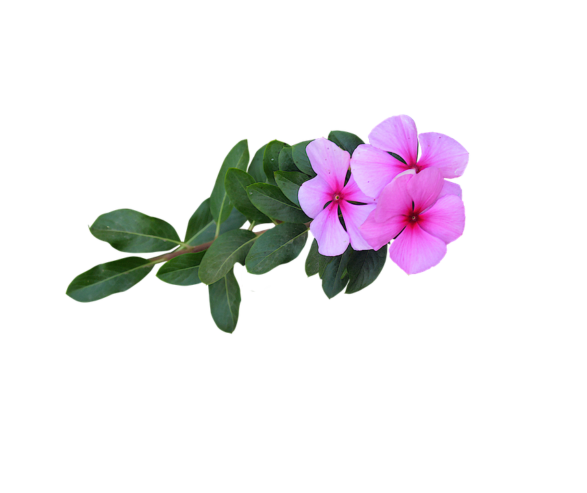 Pink Vinca Flowers Transparent Background PNG