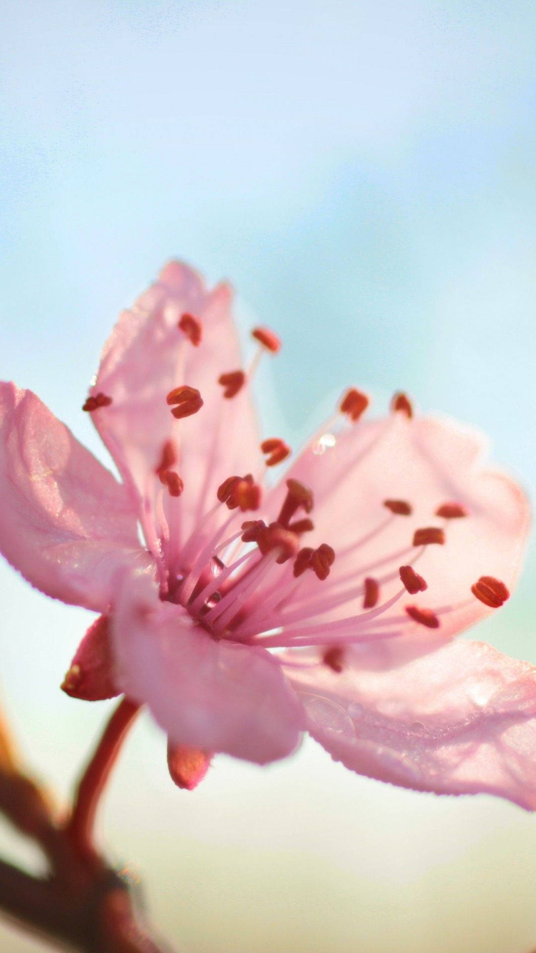 Fondode Pantalla Rosa Con Estética Vintage Y Flores De Sakura Fondo de pantalla