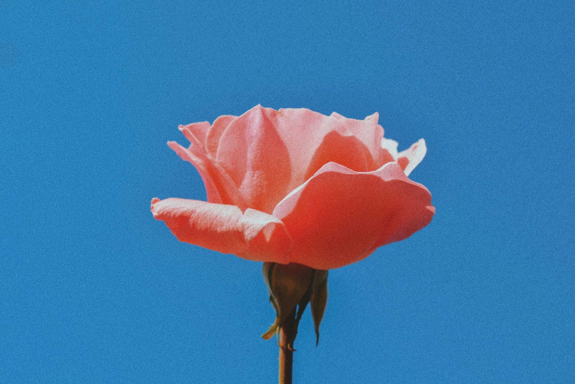 Einerosa Rose Vor Einem Blauen Himmel Wallpaper