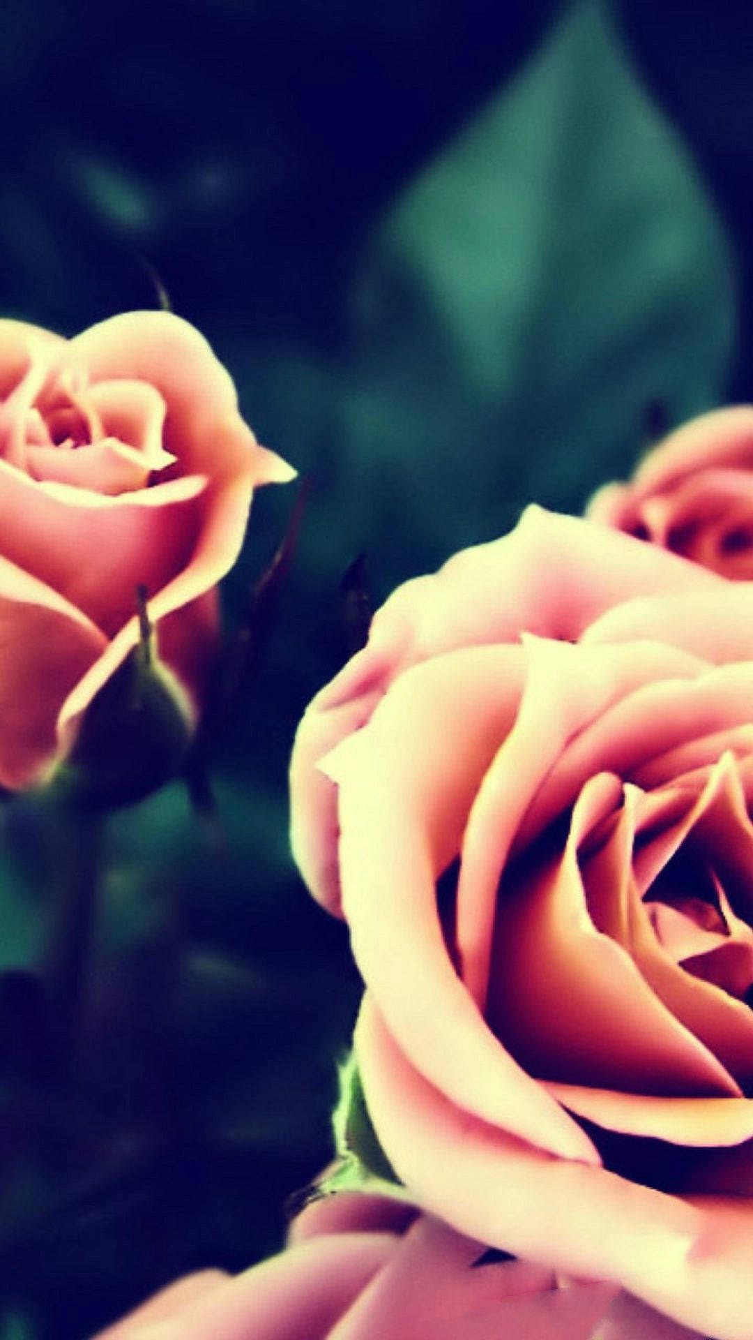 Sfondihd Di Rose Rosa Sfondo