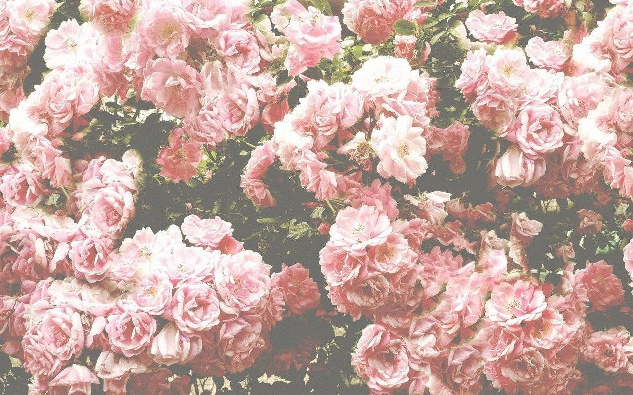 Genomatt Ge Oss En Varm Glöd I Livet Ger Denna Klassiska Rosa Vintage-estetik Oss En Inbjudande Känsla På Vår Dator- Eller Mobilskärm. Wallpaper