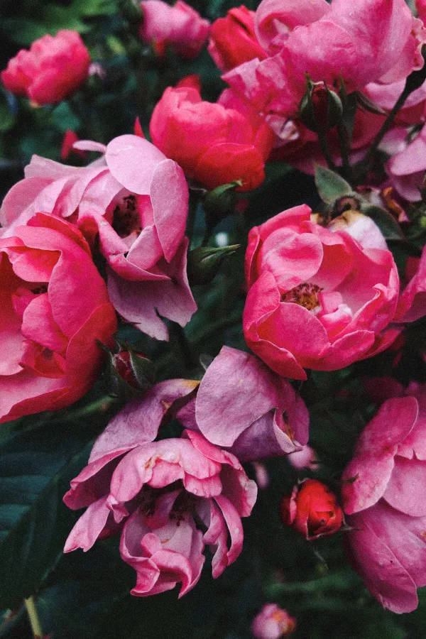 Rosavintages Blumenästhetik Kamelien Wallpaper