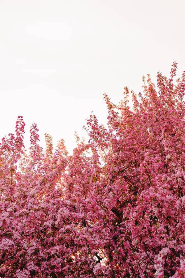 Pink Vintage Blomme Aestetisk Træ Wallpaper