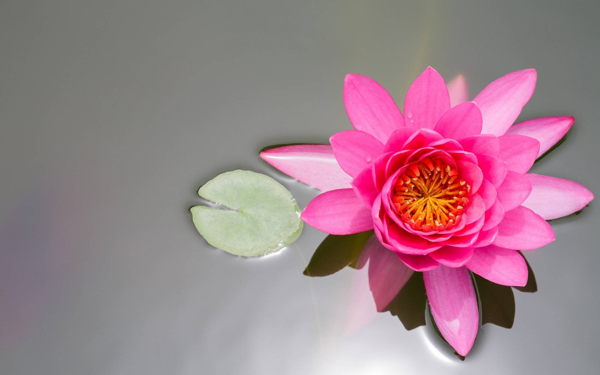 Pink Water Lily Beautiful Flower Picture