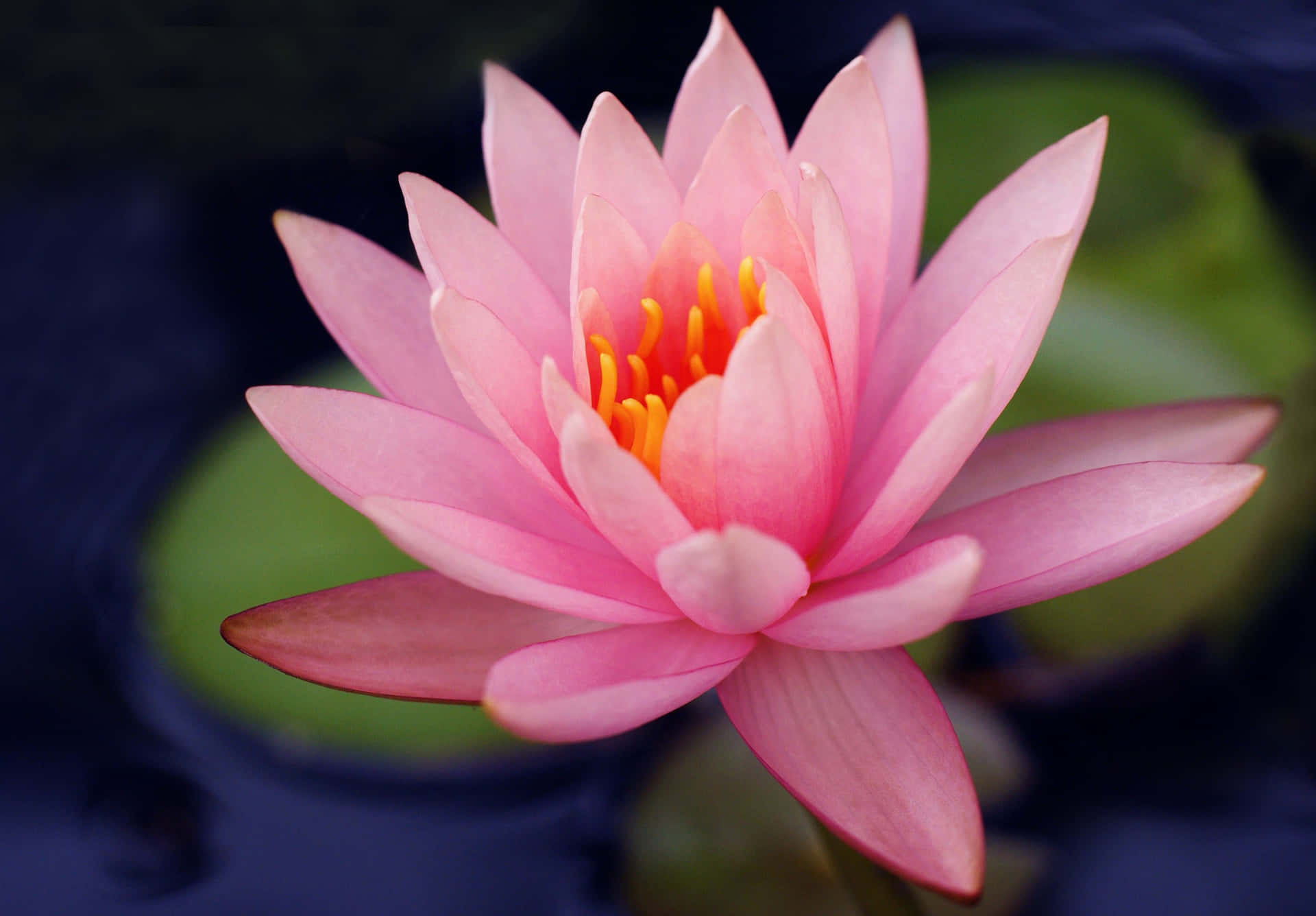 Pink Water Lily Flower Wallpaper
