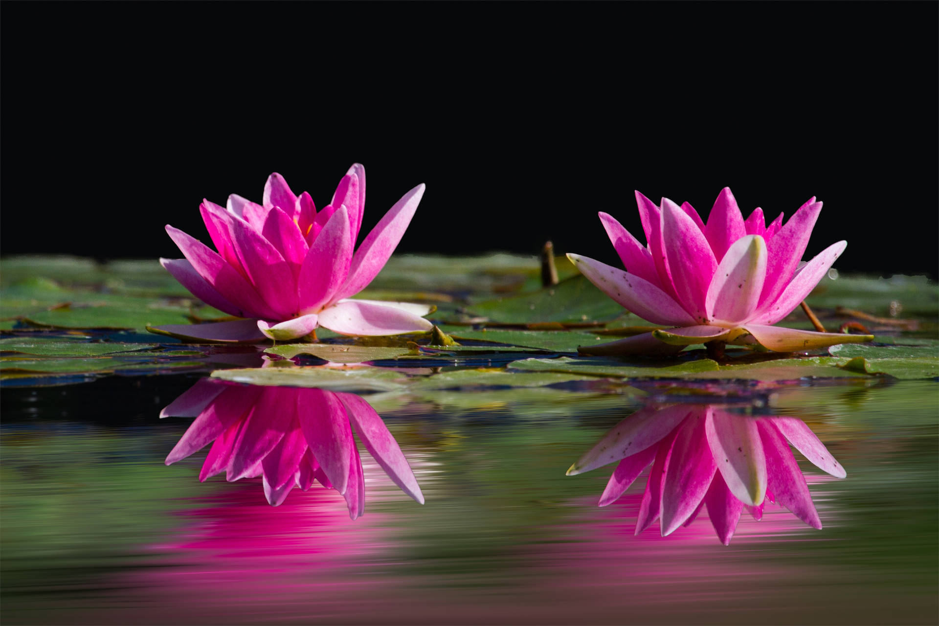 Pink Water Lotus Flowers Wallpaper