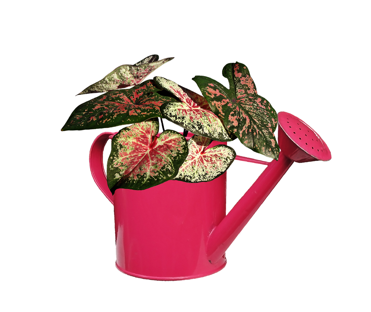 Pink Watering Canwith Variegated Plant PNG