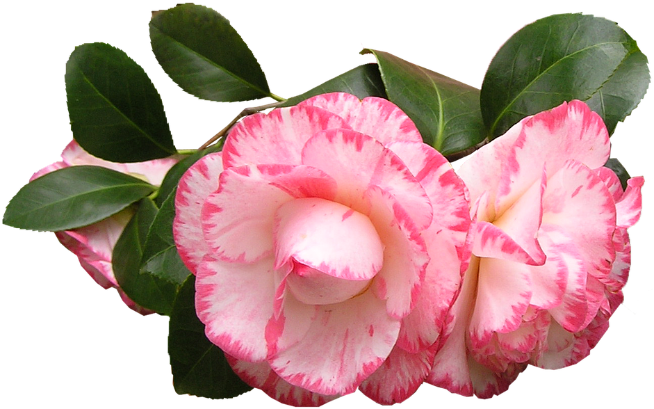 Pink White Camellia Flowers PNG