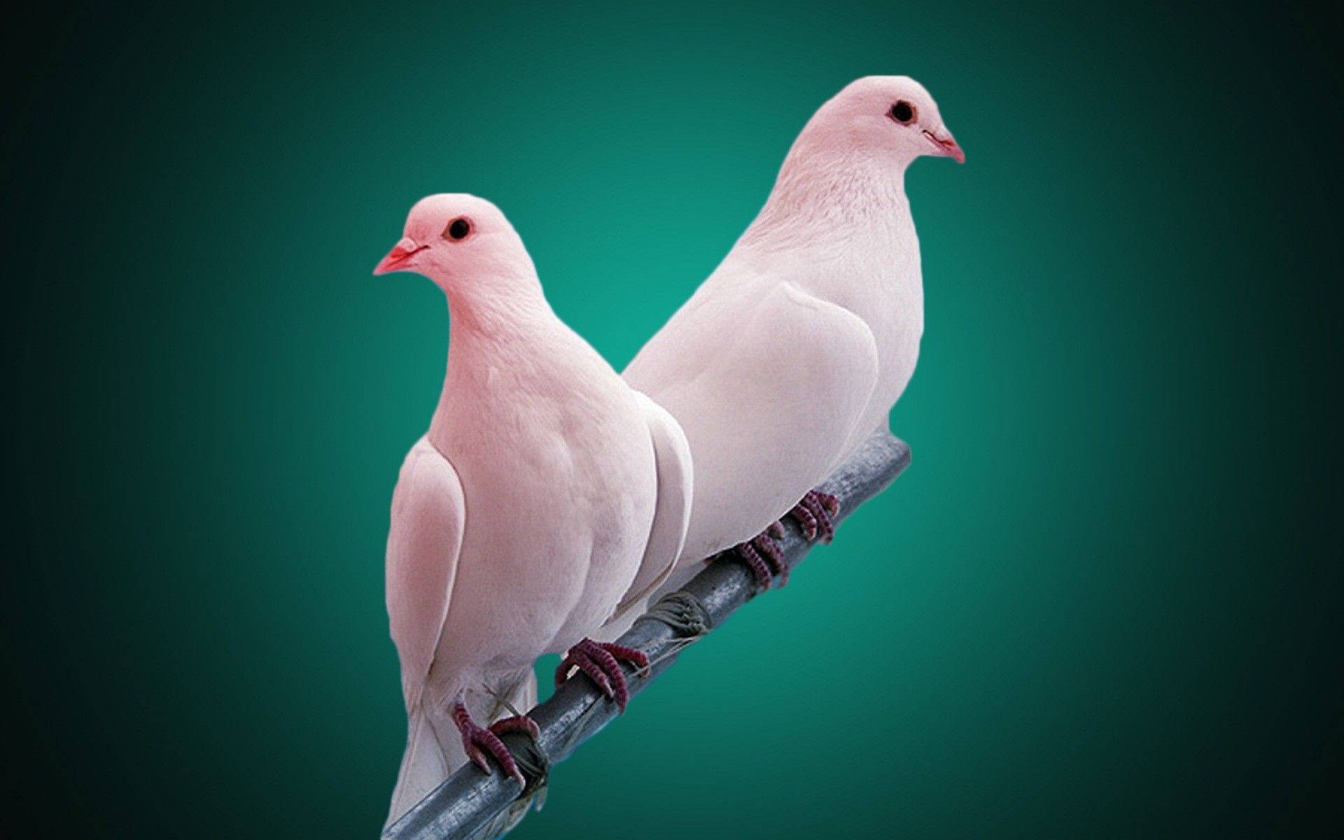 Download Pink-white Dove Love Birds Wallpaper 