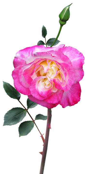 Pink White Gradient Rose PNG