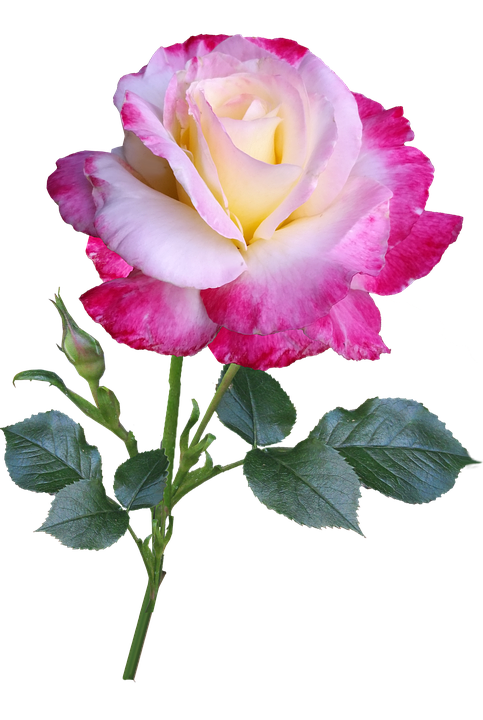 Pink White Gradient Rose.png PNG