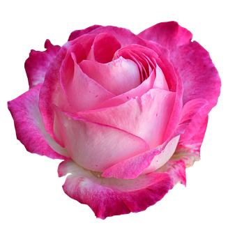 Pink White Rose Black Background PNG