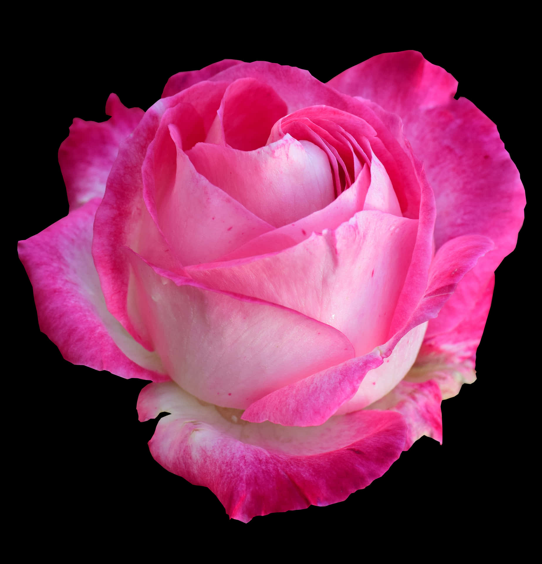 Pink White Rose Black Background PNG